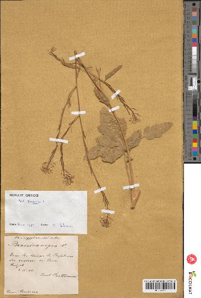 spécimen de Brassica nigra