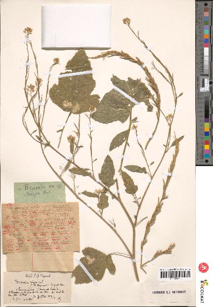 spécimen de Brassica nigra