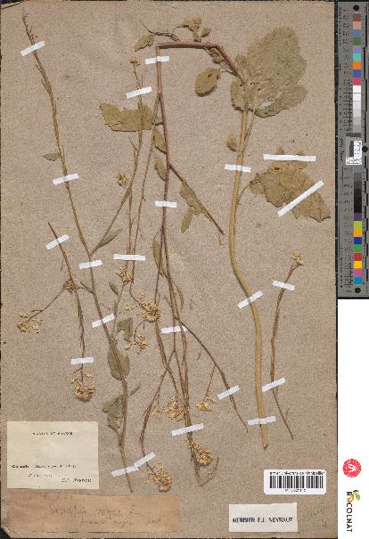 spécimen de Brassica nigra