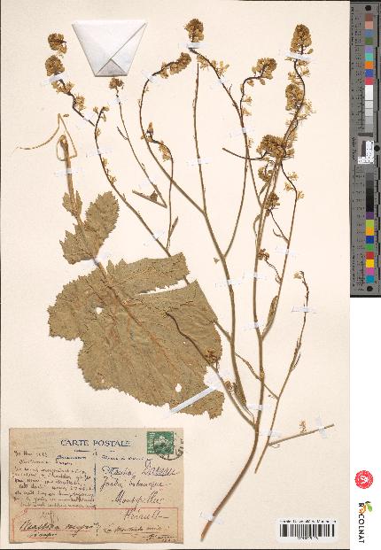 spécimen de Brassica nigra