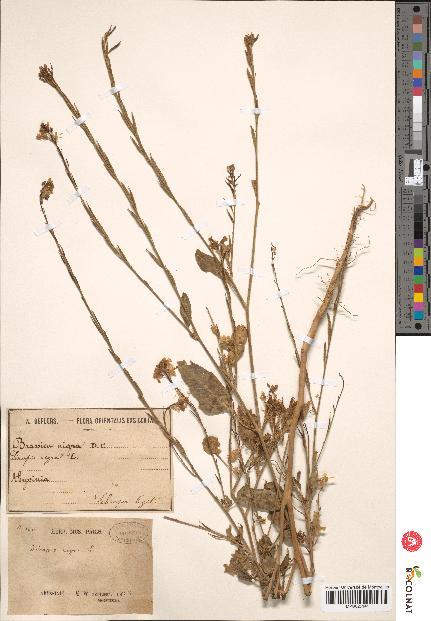 spécimen de Brassica nigra