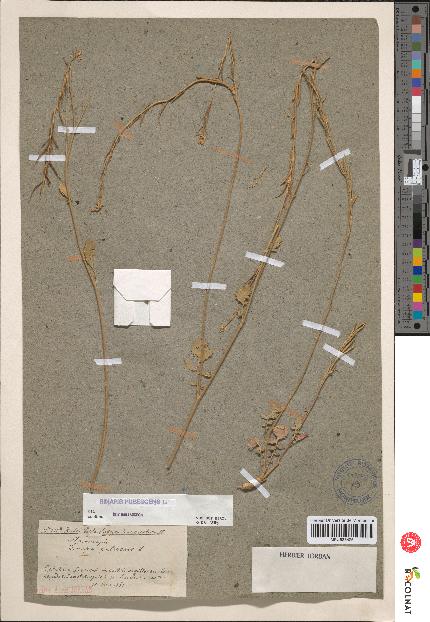 spécimen de Sinapis pubescens