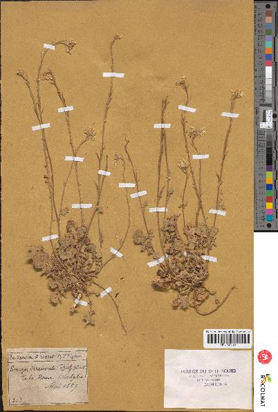 spécimen de Sinapis circinata