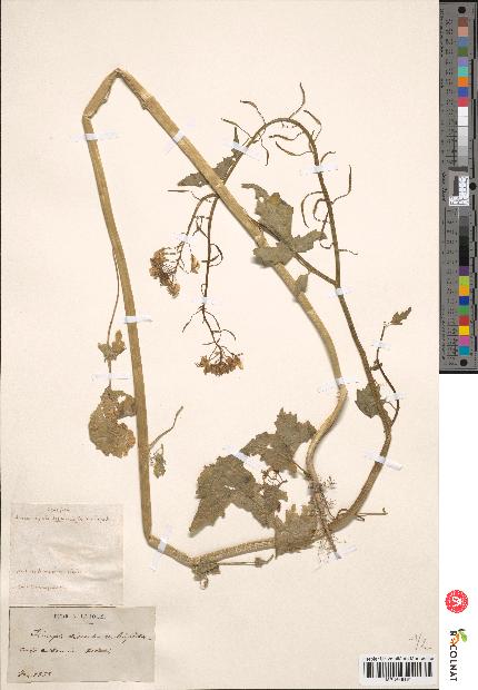 spécimen de Sinapis dissecta