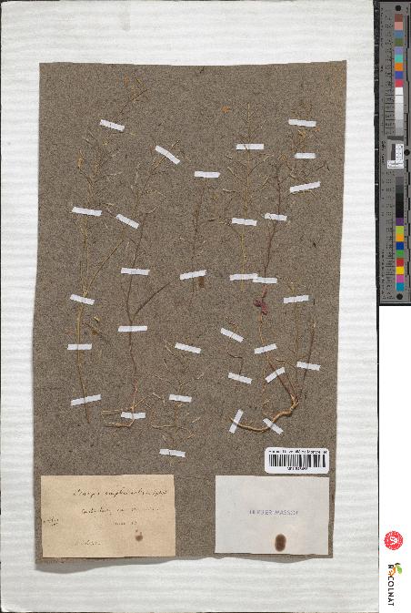 spécimen de Sinapis amplexicaulis