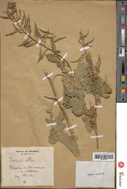 spécimen de Sinapis alba