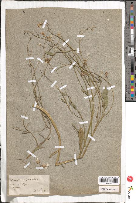 spécimen de Sinapis laevigata