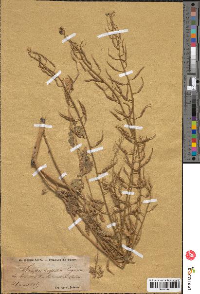 spécimen de Sinapis dissecta