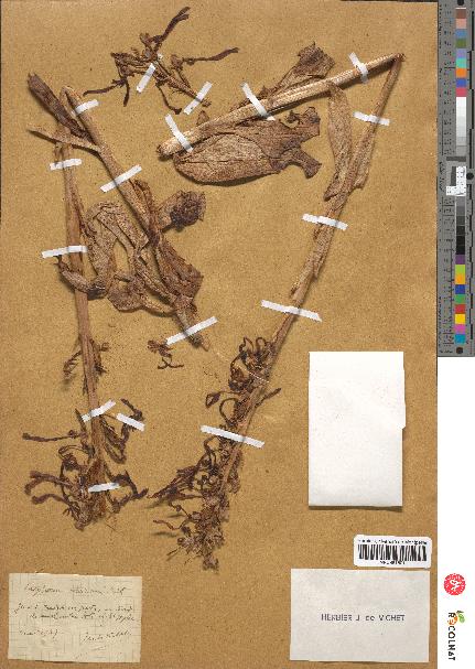 spécimen de Loroglossum hircinum