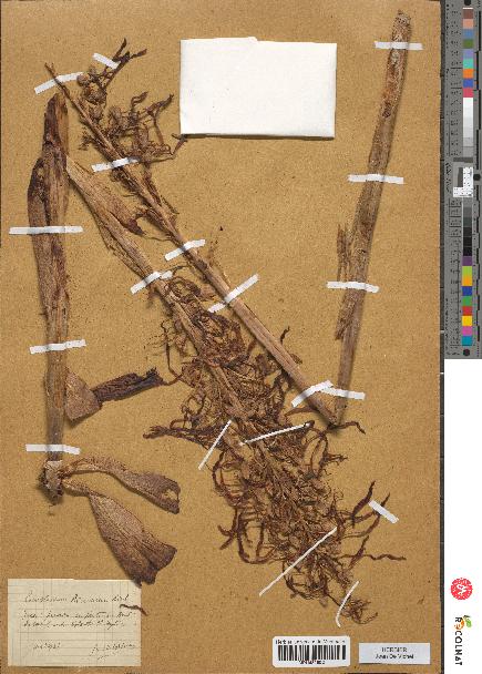 spécimen de Loroglossum hircinum