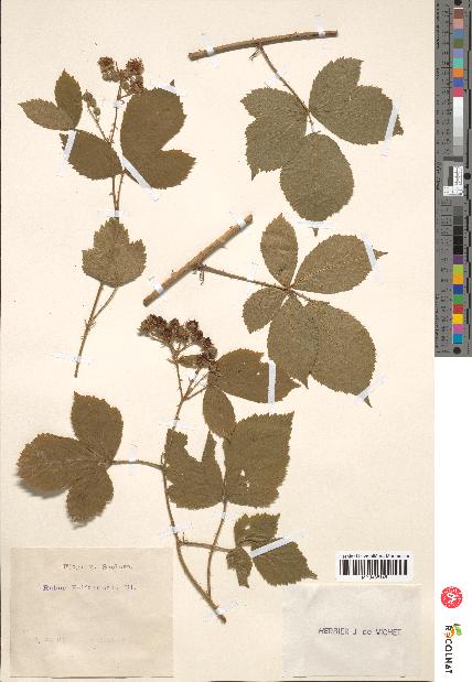 spécimen de Rubus balfourianus