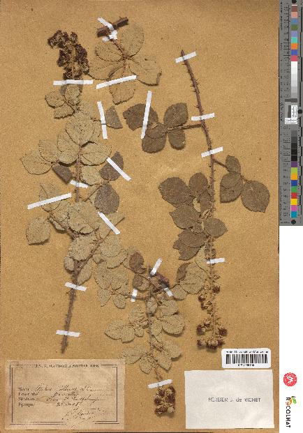 spécimen de Rubus collinus