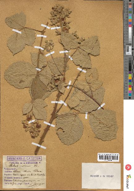 spécimen de Rubus collinus