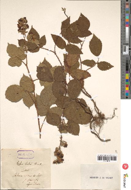 spécimen de Rubus hirtus