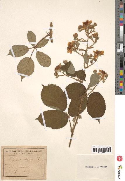 spécimen de Rubus ericetorum