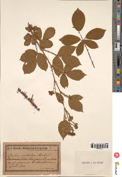 spécimen de Rubus nitidus