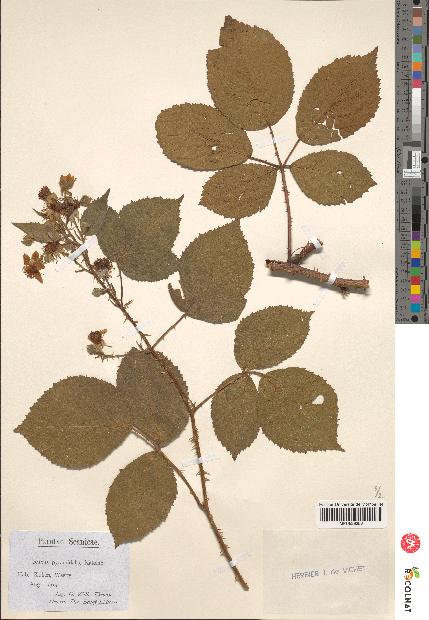 spécimen de Rubus pyramidalis