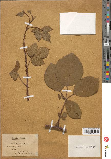 spécimen de Rubus pyramidalis