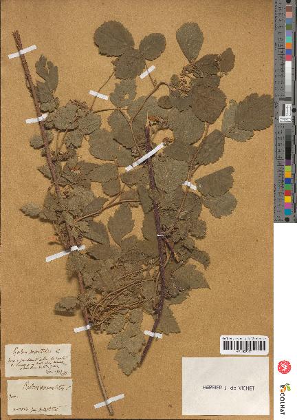 spécimen de Rubus saxatilis