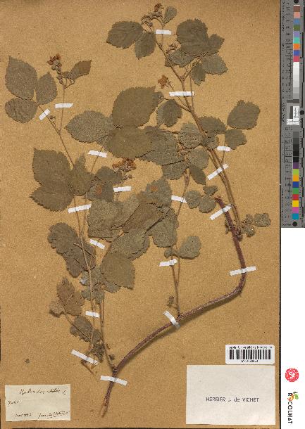 spécimen de Rubus saxatilis