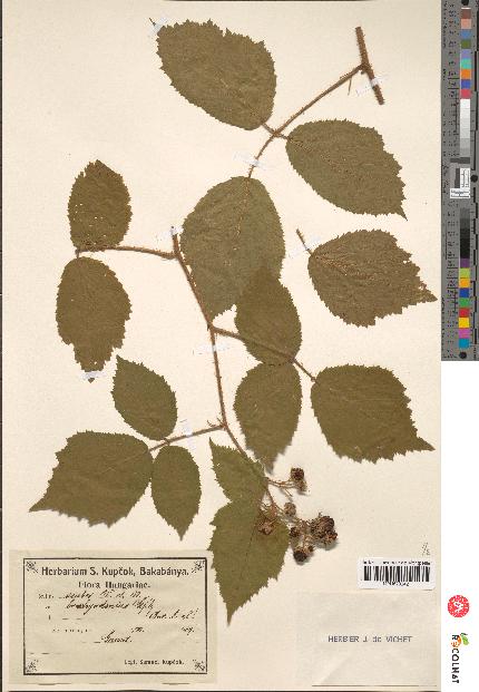 spécimen de Rubus scaber