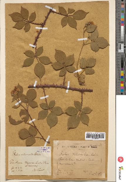 spécimen de Rubus villicaulis