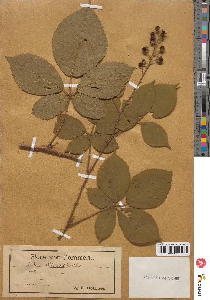 spécimen de Rubus villicaulis