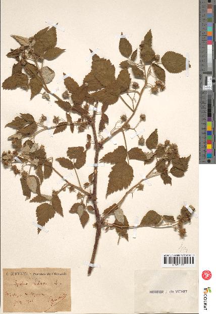 spécimen de Rubus idaeus