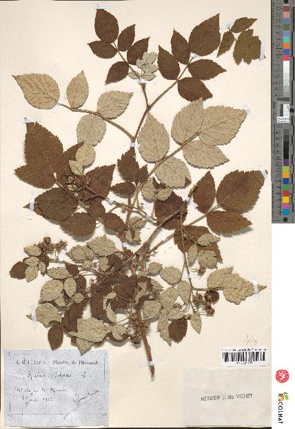 spécimen de Rubus idaeus