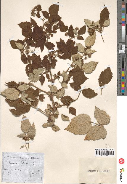 spécimen de Rubus idaeus