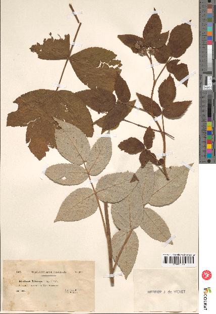 spécimen de Rubus idaeus