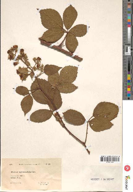 spécimen de Rubus pyramidalis