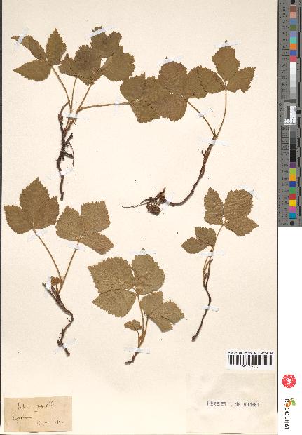 spécimen de Rubus saxatilis