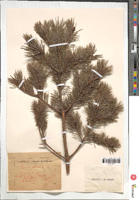 spécimen de Pinus sylvestris