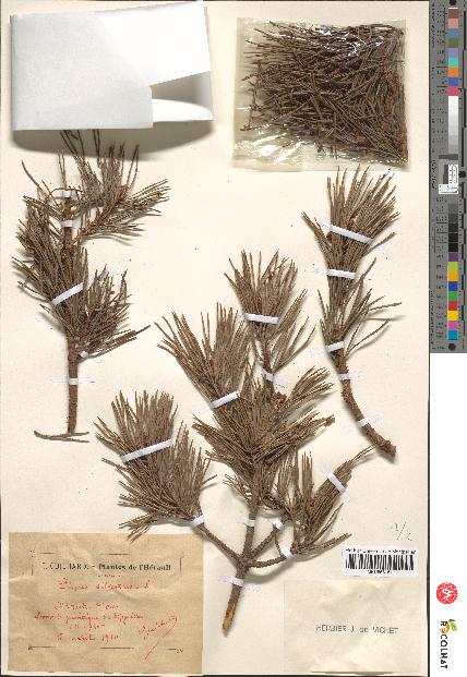 spécimen de Pinus sylvestris