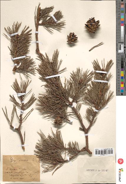 spécimen de Pinus sylvestris