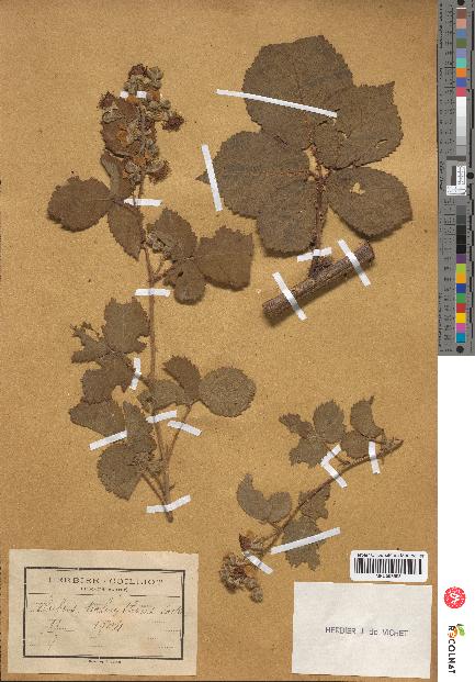 spécimen de Rubus holerythrus