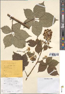 spécimen de Rubus granulatus