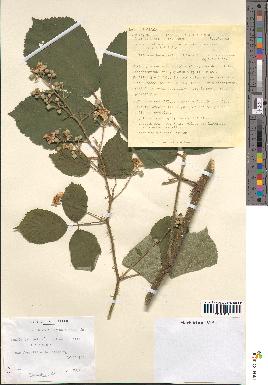 spécimen de Rubus hirtus