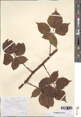 spécimen de Rubus melanoxylon