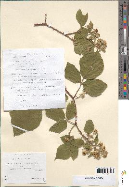 spécimen de Rubus radula