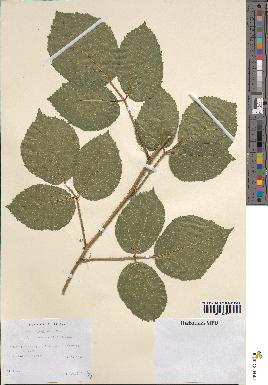 spécimen de Rubus rivularis