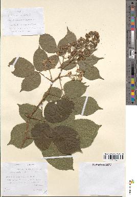 spécimen de Rubus rivularis