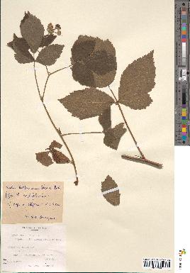 spécimen de Rubus corylifolius