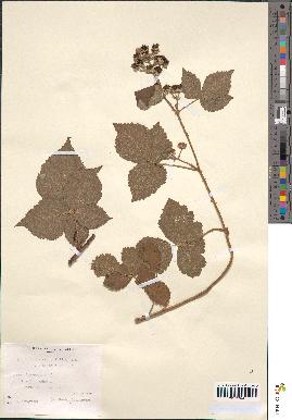 spécimen de Rubus corylifolius