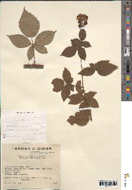 spécimen de Rubus pubescens