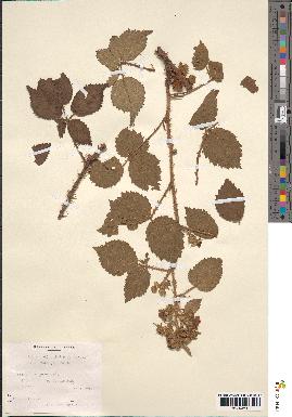 spécimen de Rubus pubescens