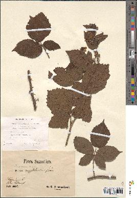 spécimen de Rubus pubescens