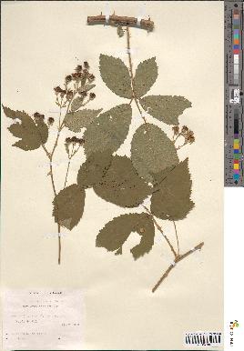 spécimen de Rubus candicans