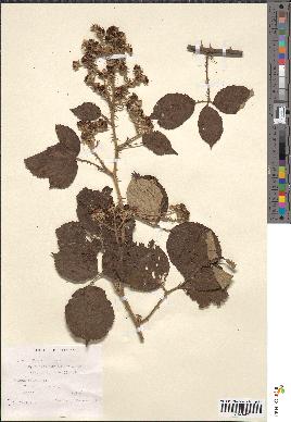 spécimen de Rubus bifrons x foliosus